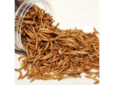 Natural Dried Insects